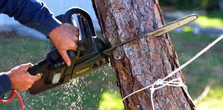 Best Hazardous Tree Removal  in Mpbell, CA