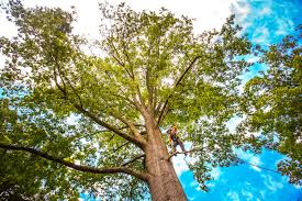 Best Commercial Tree Services  in Mpbell, CA