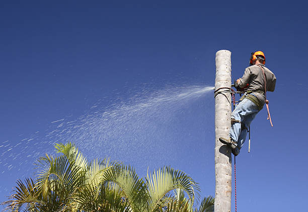 Best Emergency Tree Removal  in Mpbell, CA