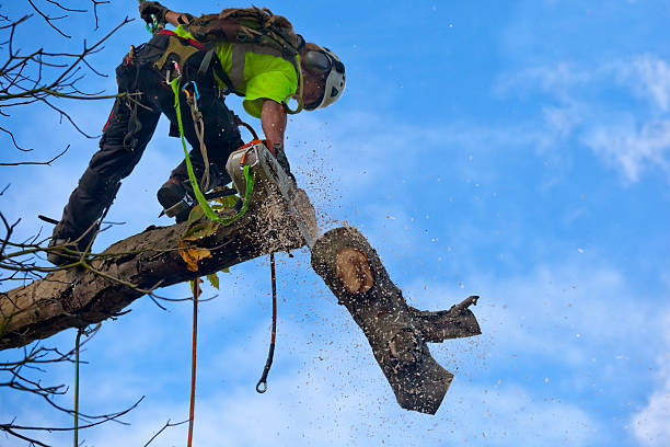 Best Fruit Tree Pruning  in Mpbell, CA