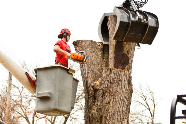 Best Tree Preservation Services  in Mpbell, CA